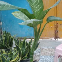 گل طبیعی