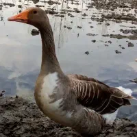 غاز مولد