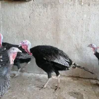 بوقلمون برنز محلی همراه تخم بوقلمون کاملا خانگی|حیوانات مزرعه|شیراز, کرونی(خاتونک)|دیوار