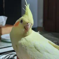 عروس چهار ماهه|پرنده|رشت, گلسار|دیوار