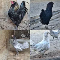 فروش تخم مرغ نطفه دار نژادهای تخم رنگی|حیوانات مزرعه|سیرجان, |دیوار