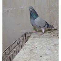 نرو ماده خرقه