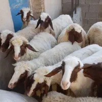 بره ماده سنجابی اصیل گوسفند میش|حیوانات مزرعه|ماهیدشت, |دیوار