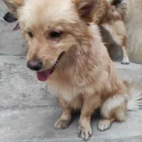 سگ اشپیتز پامر خونگی گوش روباهیی)(