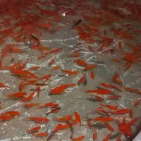 ماهی قرمز مخلوط