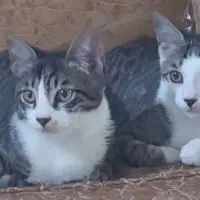 واگذاری رایگان گربه|گربه|لاهیجان, یحی آباد|دیوار