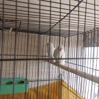 مرغ عشق سفید|پرنده|قم, شهرک مهدیه (مدرس)|دیوار