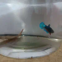 فایتر|ماهی|تبریز, |دیوار