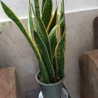 گل خیلی شیک