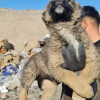 توله سرابی بسیار اصیل