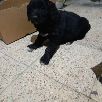 فروش سگ قدرجونی