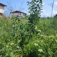 فروش درخت|خدمات باغبانی و درختکاری|رحیم‌آباد, |دیوار