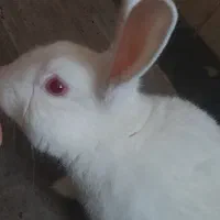 خرگوش نر برای فروش|موش و خرگوش|گرگان, |دیوار