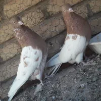 ۳ جفت کفتر رنگی وپلاکی|پرنده|آباده, |دیوار