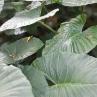 بابا آدم|گل و گیاه طبیعی|رحیم‌آباد, |دیوار