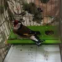 فروش سهره سرکله دار