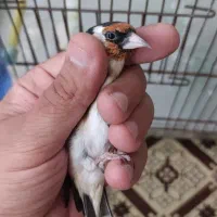 سهره رسمی پر خون جفتی امسال قدو قواره دار|پرنده|پردیس, فاز ۲|دیوار