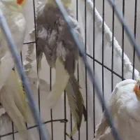 جوجه عروس هلندی ۴ ماهه