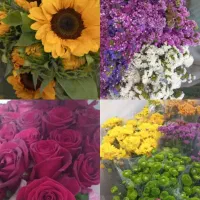 گل طبیعی داوودی مینیاتوری