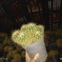 گل حراجی|گل و گیاه طبیعی|نیشابور, شهید بهشتی|دیوار