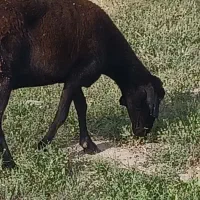 میش دو رگ قره غزل