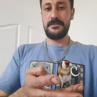 سهره متولد قفس|پرنده|فردیس, سرحد آباد|دیوار