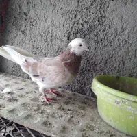 کفترسورور چاپی  آسمان خراش|پرنده|ری, علایین|دیوار