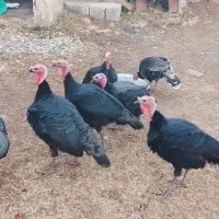 بوقلمون نر ارگانیک|حیوانات مزرعه|سیلوانه, |دیوار