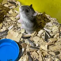 همستر کمپل|موش و خرگوش|تهران, نیروی هوایی (پیروزی)|دیوار