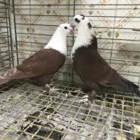 ی جفت کربلای تخم گذاشتن وی جفت ترکی که تخم دارن