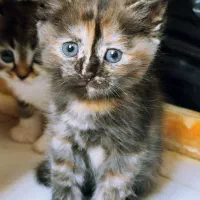 واگذاری  گربه