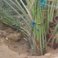دمیت برحی و گنتار