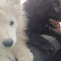 سگ نر و ماده|سگ|ری, سیزده آبان|دیوار