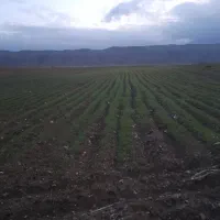 فروش کهره شیری