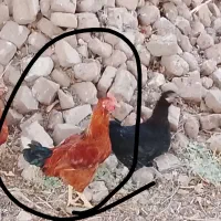 خروس