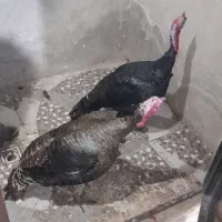 بوقلمون چاغ چله