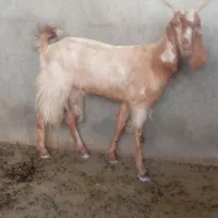 تیشتر بز داشتی|حیوانات مزرعه|سعدآباد, |دیوار