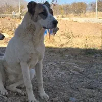 سگ ماده خراسانی|سگ|شازند, |دیوار