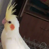 عروس هلندی لتینو