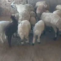 ۸راس میش زایده جوان سالم بابره|حیوانات مزرعه|اصفهان, شهرستان|دیوار
