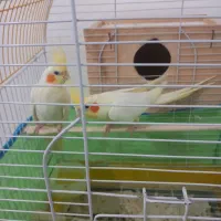 یک جفت عروس هلندی لوتینویک ساله|پرنده|سیاهکل, |دیوار