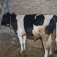 دو تا نر یدونه ماده سیمنتال|حیوانات مزرعه|قصابه, |دیوار