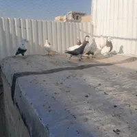 تعداد کبوتر رنگی|پرنده|اقبالیه, |دیوار