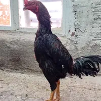 خروس لاری اصل