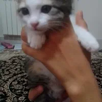 گربه ی واگذاری