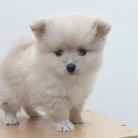 فروش فوری سگ پامرخرسی