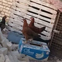 مرغ و خروس