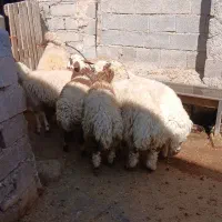 6راس بره نر )میش قوچ کاور  بز(