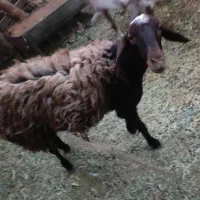 بره  افشاری