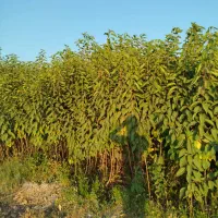 نهال های لیبل دار و شناسه دار